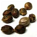 Семена марихуаны АК-47  (Seeds AK-47) в Тарусе
